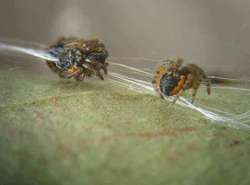 Schiusa ... Araneus sp.?